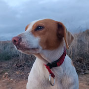 Orange adoptée en Gironde