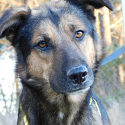 Cezar adopté en Haute-Vienne