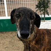 Jinks adopté en Charentes-Maritimes