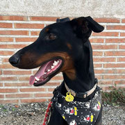 Luivi adopté dans les Hauts-de-Seine