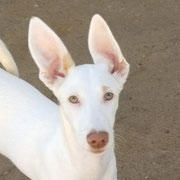 Hodei adoptée dans la Marne