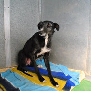 VALERIA bientôt en accueil en France après plusieurs mois en pension...