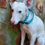 Pirata adopté en Espagne