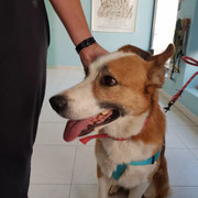 Lobo adopté en Espagne