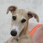 Nare adoptée dans le Tarn-et-Garonne