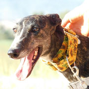 Hookah adoptée en Seine et Marne