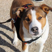 Maya adopté en Meurthe-et-Moselle