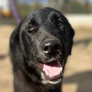 Thom adopté en Savoie