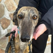 Peter adopté dans les Yvelines