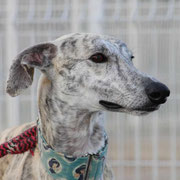 Obanai adopté en Gironde