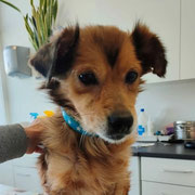 Linda adoptée dans les Landes