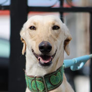 Junior adopté en Espagne