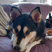 Odin adopté en Espagne