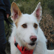 Coen adopté en Haute-Garonne