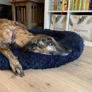 Lucille adoptée dans le Morbihan