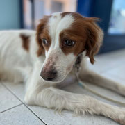 Sally adopté dans la Loire