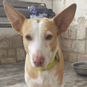 Galleta adopté dans le Loiret