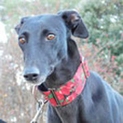 Mhora adoptée dans les Yvelines