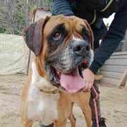 Zeus adopté en Ardèche