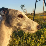 Maia adoptée en Meurthe-et-Moselle