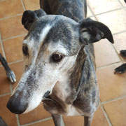 Rayo adopté dans l'Indre