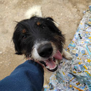 Wooly adopté dans les Landes