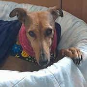 Gaso adoptée dans le Vaucluse