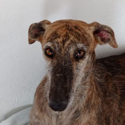 Cometa adoptée en Espagne