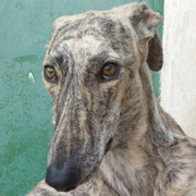 Chester adopté en Corrèze