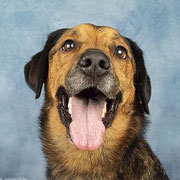 Sam adopté en Espagne