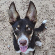 Ydril adoptée dans l'Essonne