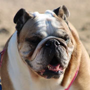 Nara adoptée dans le Nord