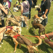 Wally, Teo, Zano, Armani, Dana et Oskar