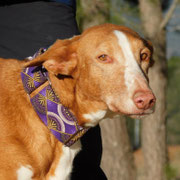 Felicidad adoptée en Charente-Maritime