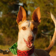 Roly adopté dans le Pas-de-Calais