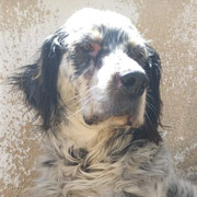 Wilde adopté en Moselle