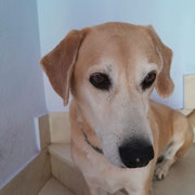 Horus adopté en Gironde