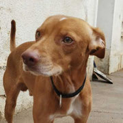 Rocky adopté dans la Vienne