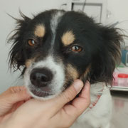 Sasha adoptée en Gironde