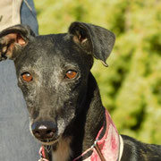 Peaky adoptée en Espagne