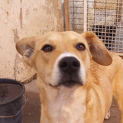 Gretel adoptée en Ille-et-Vilaine