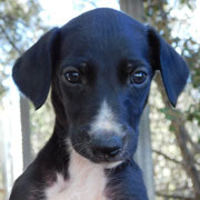 Anat adopté dans le Tarn-et-Garonne