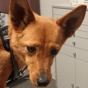 Avellana adoptée dans l'Eure