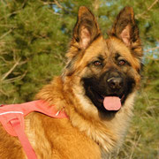 Aimara adoptée dans le Morbihan