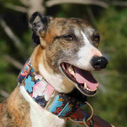 Larita adoptée dans l'Hérault