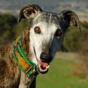 Fina adoptée dans le Nord