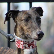 Caroline adoptée dans l'Indre