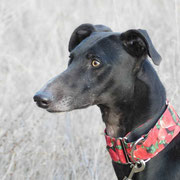 Yuno adopté dans la Vienne