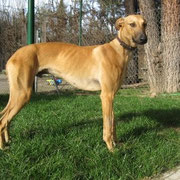 ALBERTI - Galgo