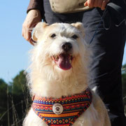 Gurro adopté en Dordogne